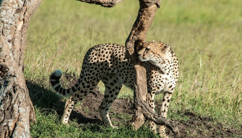 Top 5 Must-Visit Safari Destinations in Kenya