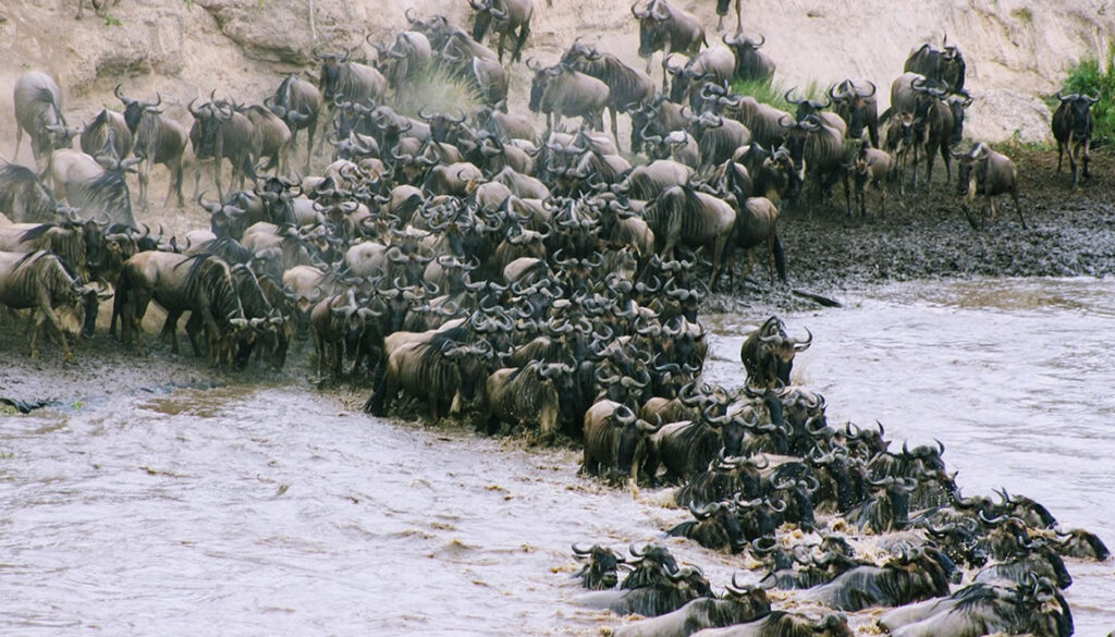 The Ultimate Guide to the Great Migration in Masai Mara